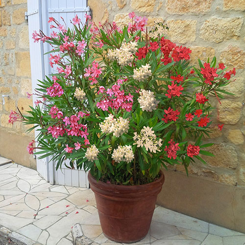 Tricolour Oleander Bushes