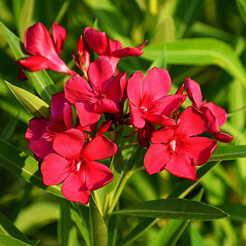 Tricolour Oleander Bushes Tricolour Oleander Bushes