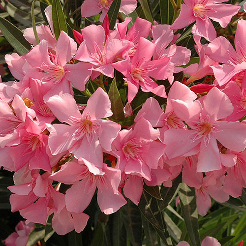 Tricolour Oleander Bushes Tricolour Oleander Bushes