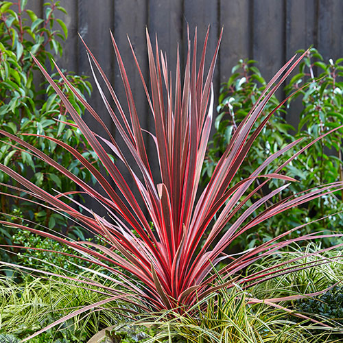 Colourful Cordyline Collection