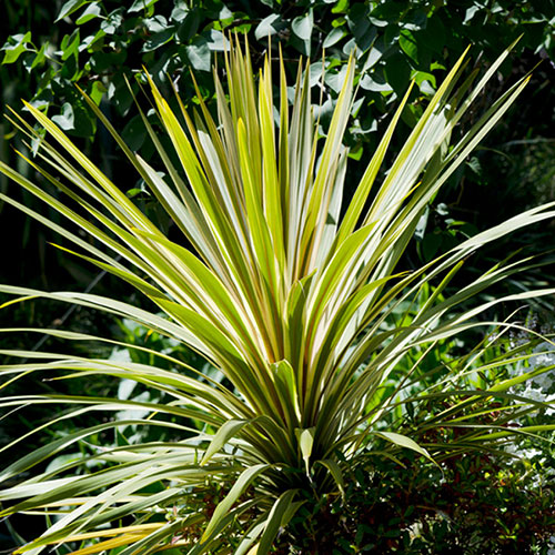 Colourful Cordyline Collection