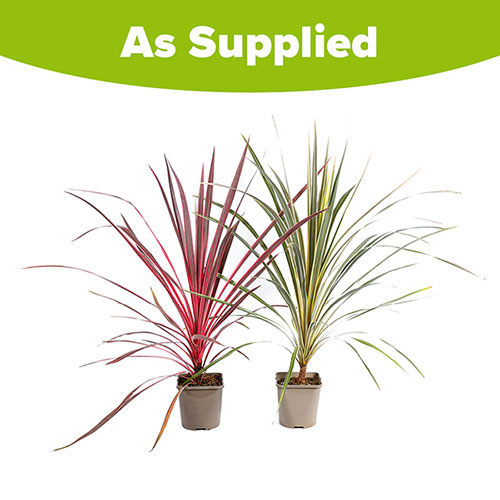 Colourful Cordyline Collection