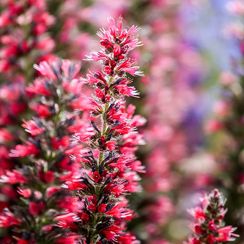 Echium Red Feathers Echium Red Feathers
