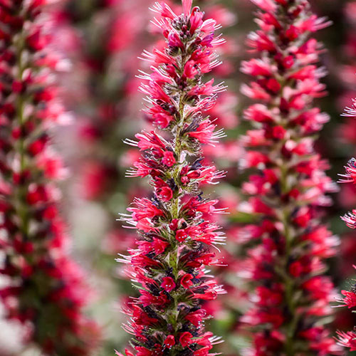 Echium Red Feathers Echium Red Feathers