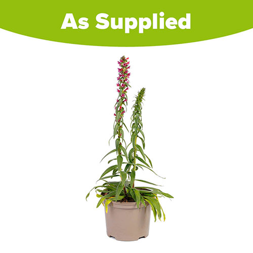 Echium Red Feathers