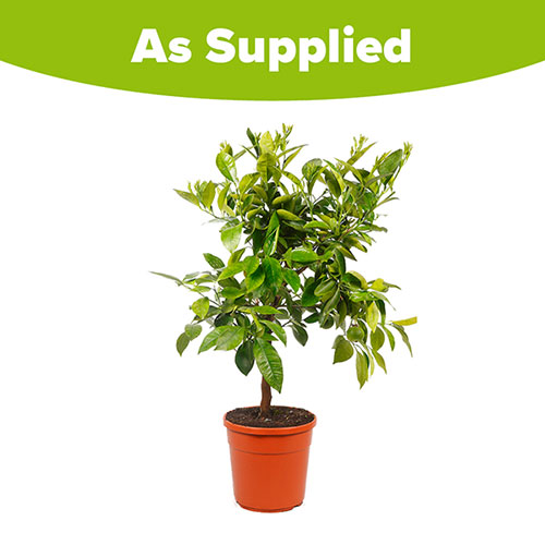Large Citrus Orange Tree