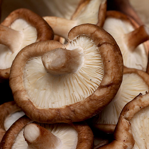 Shiitake Mushroom Grow Kit