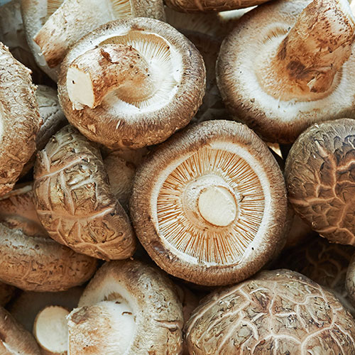 Shiitake Mushroom Grow Kit