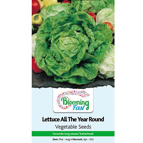 Lettuce All Year Round packet of seed YouGarden