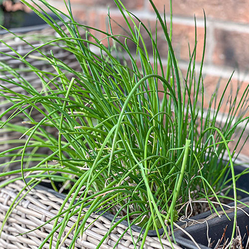 Herb Chives