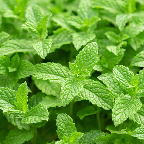 Herb Garden Mint