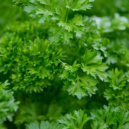 Herb Curly Leaf Parsley