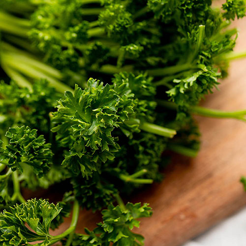 Herb Curly Leaf Parsley