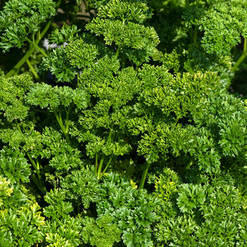 Herb Curly Leaf Parsley