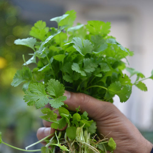 Herb Coriander
