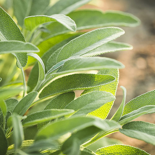 Herb English Sage