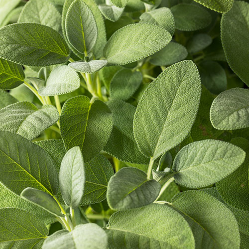 Herb English Sage