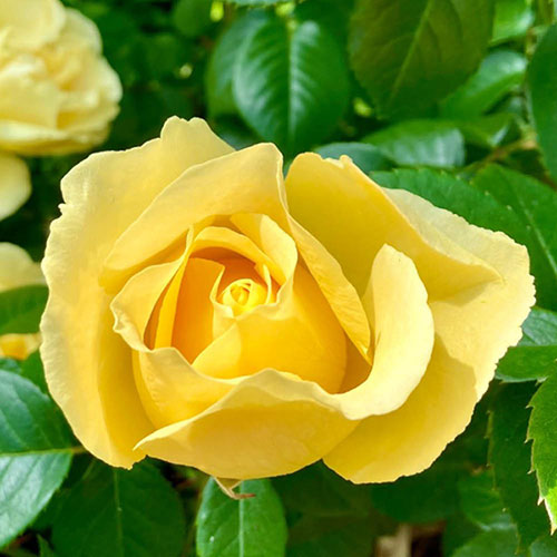 Harkness Rose Golden 50th Wedding Anniversary �
