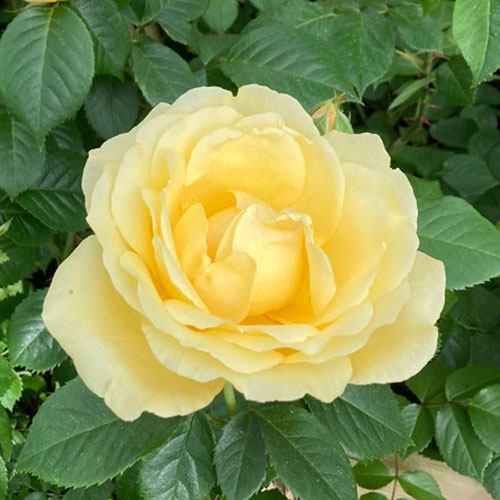 Harkness Rose Alfie Boe ® Harkness Rose Alfie Boe ®