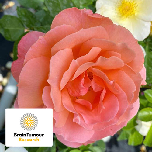 Harkness Rose Alfred Robert Boe �