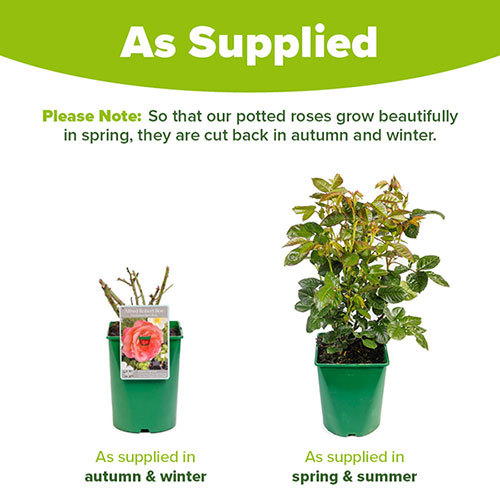 Harkness Rose Alfred Robert Boe �