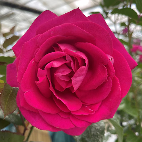 Rose All My Loving Rose All My Loving