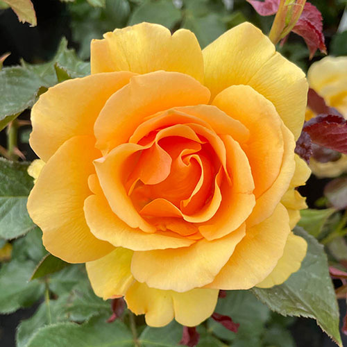 Harkness Rose Amber Queen �