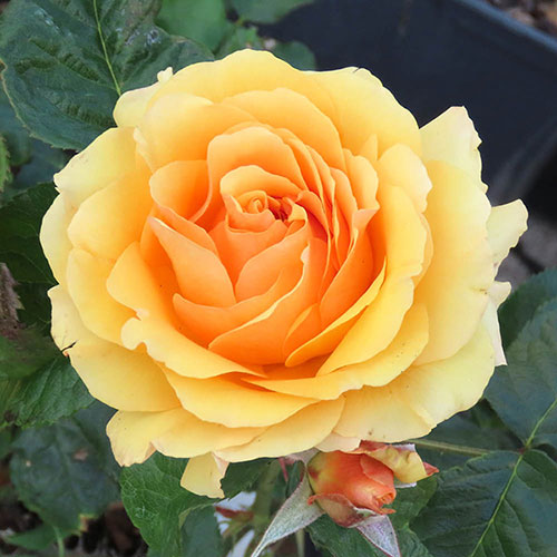 Harkness Rose Amber Queen �