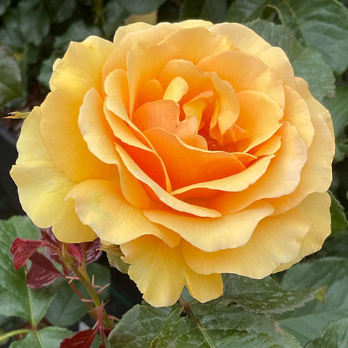 Harkness Rose Unconditional Love Harkness Rose Unconditional Love