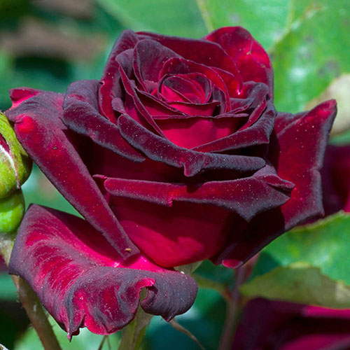 Rose Black Baccara Rose Black Baccara
