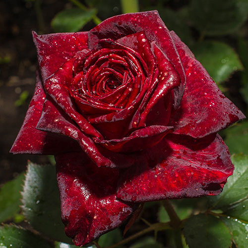 Rose Black Baccara Rose Black Baccara