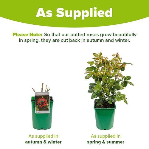 Rose Black Baccara Rose Black Baccara