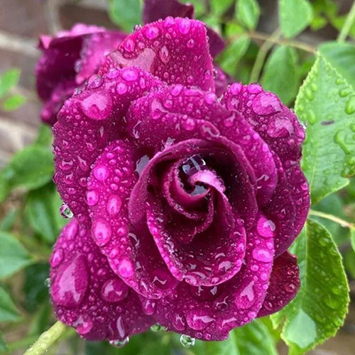 Rose Burgundy Ice