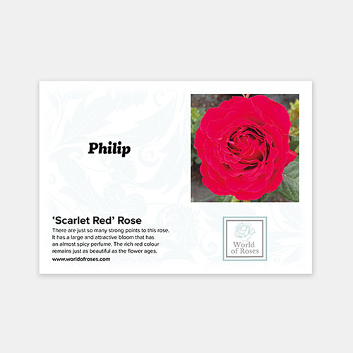 Personalise Your Own Red Rose Personalise Your Own Red Rose