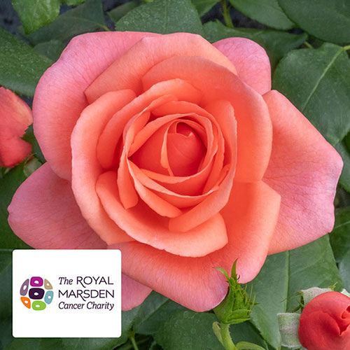 Catherines Rose ® Catherines Rose ®
