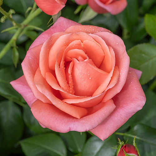 Catherines Rose ® Catherines Rose ®