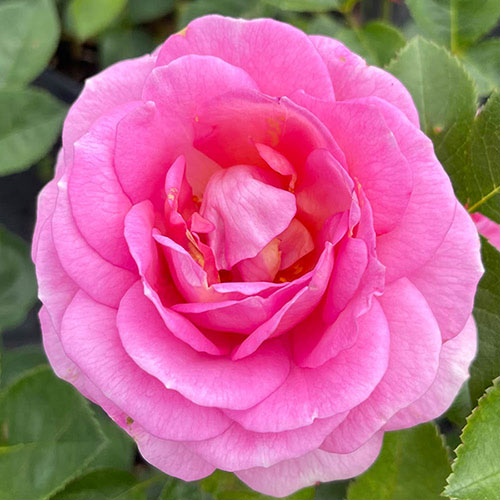 Harkness Rose Special Mum �