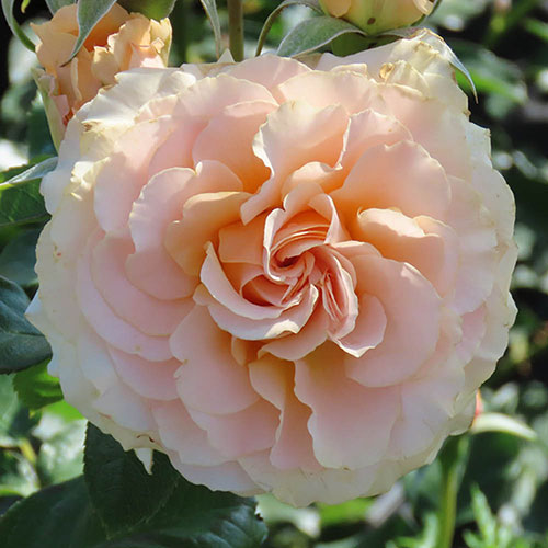 Harkness Rose At Peace Apricot �