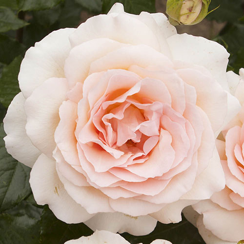 Harkness Rose At Peace Apricot �