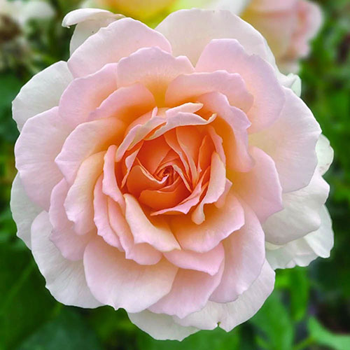 Harkness Rose Platinum 70th Wedding �