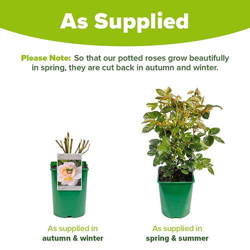 Harkness Rose Platinum 70th Wedding �