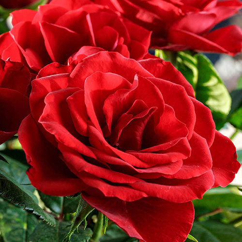 Harkness Rose Happy Birthday Red �