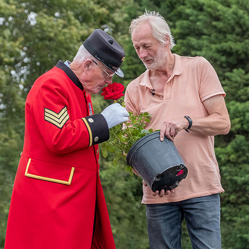 Harkness Rose Chelsea Pensioner �