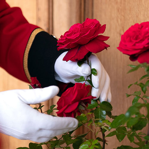 Harkness Rose Chelsea Pensioner �