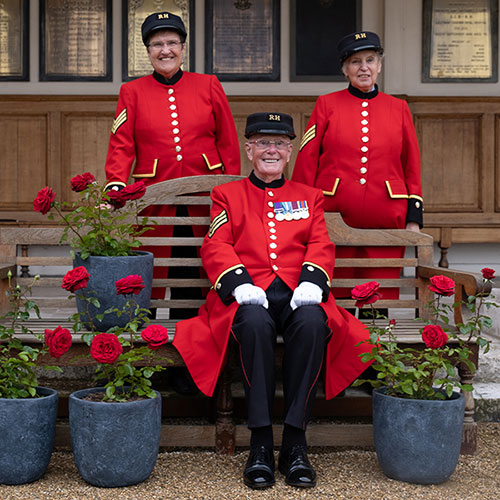 Harkness Rose Chelsea Pensioner �