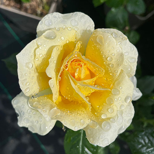 Harkness Rose St Rita Harkness Rose St Rita