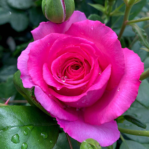 Harkness Rose Fab at 70 �