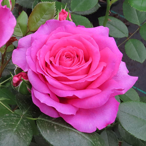 Harkness Rose Fab at 70 �