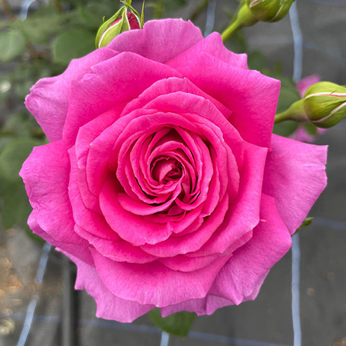 Harkness Rose Fab at 70 �