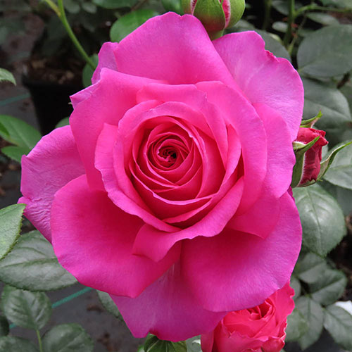 Harkness Roses - Kirstys Rose